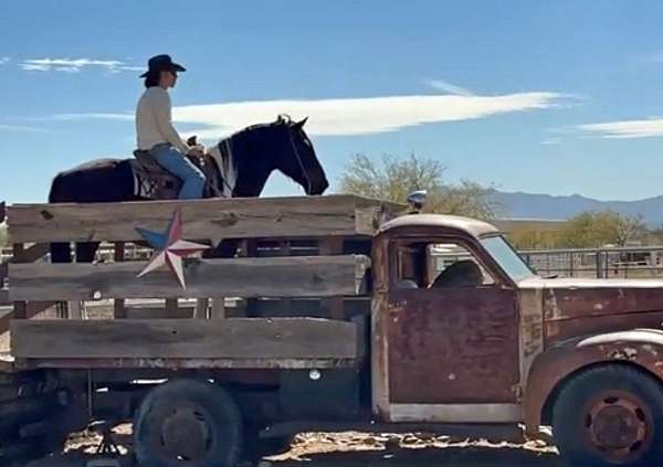 show-draft-horse