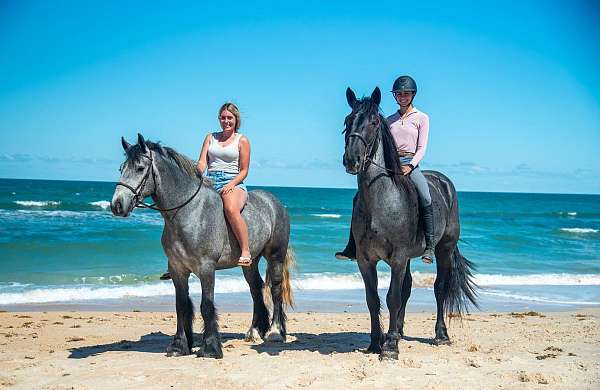 cross-friesian-horse
