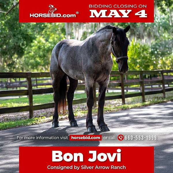 all-around-friesian-horse