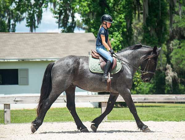 athletic-friesian-horse