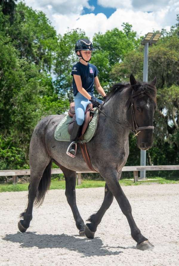 ranch-friesian-horse