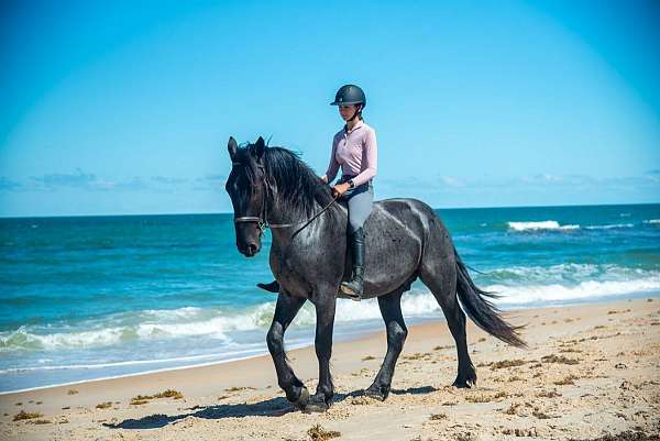 ridden-english-friesian-horse