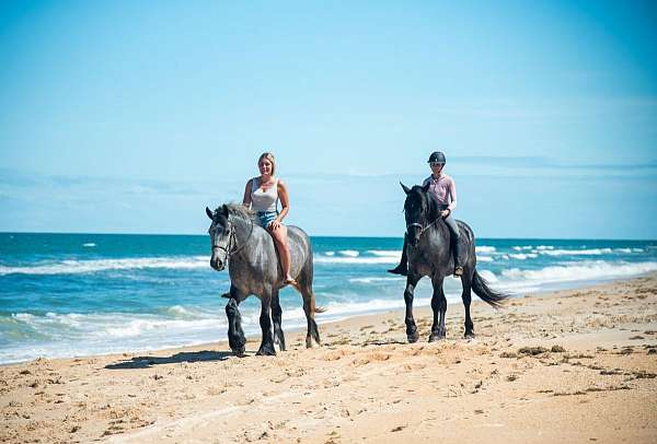 ridden-western-friesian-horse