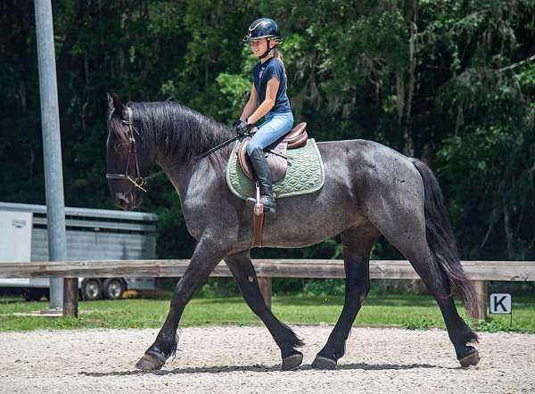 show-friesian-horse