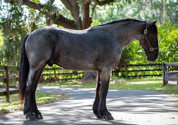 trail-friesian-horse