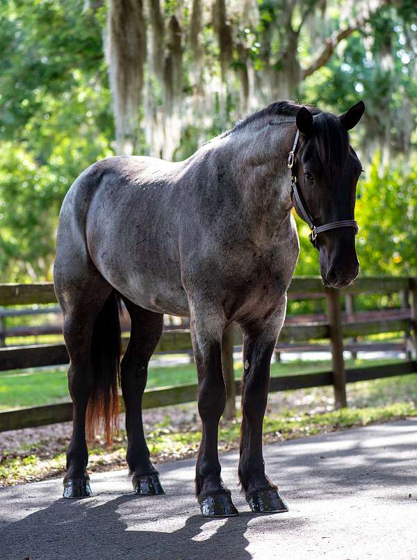 youth-friesian-horse