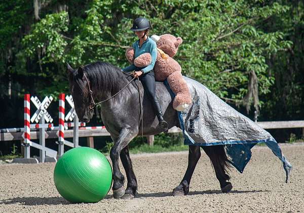 blue-roan-friesian-gelding