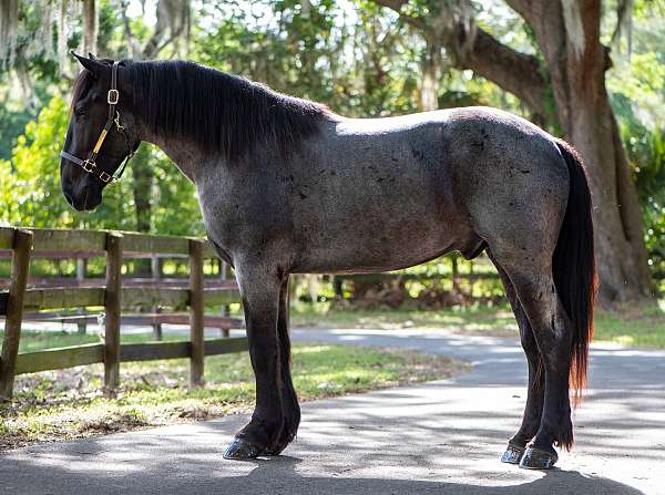 trail-riding-friesian-horse