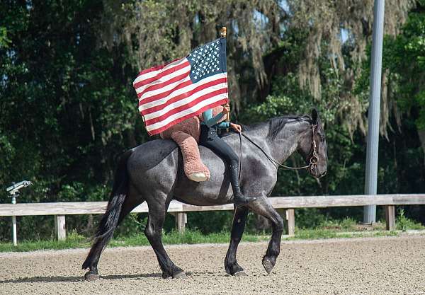 blue-roan-all-around-horse