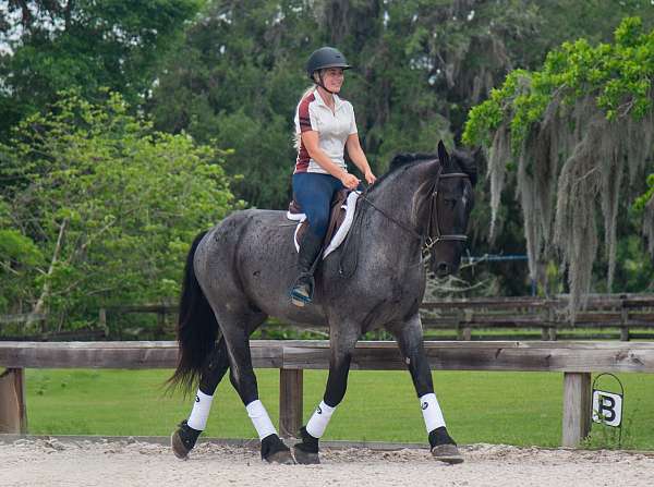 blue-roan-athletic-horse