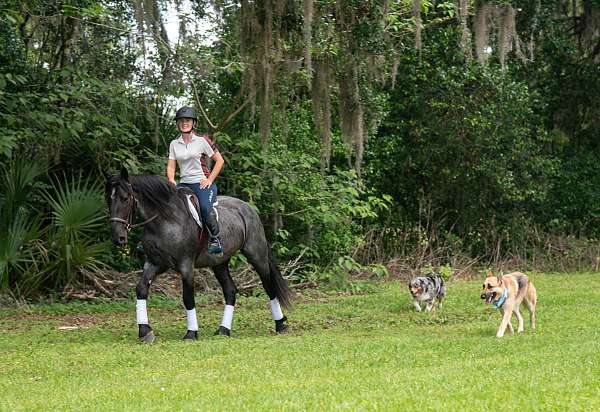 blue-roan-cross-horse