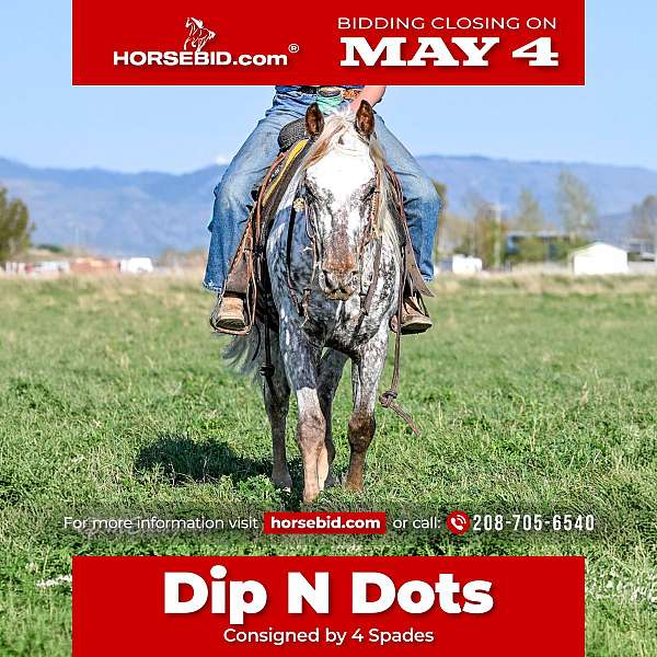 all-around-appaloosa-horse