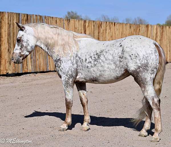 athletic-appaloosa-horse