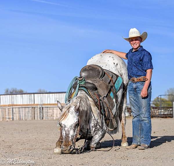 calf-roping-appaloosa-horse