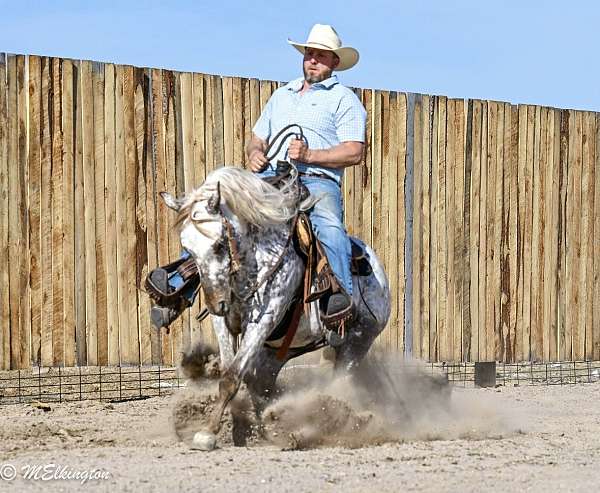 flashy-appaloosa-horse