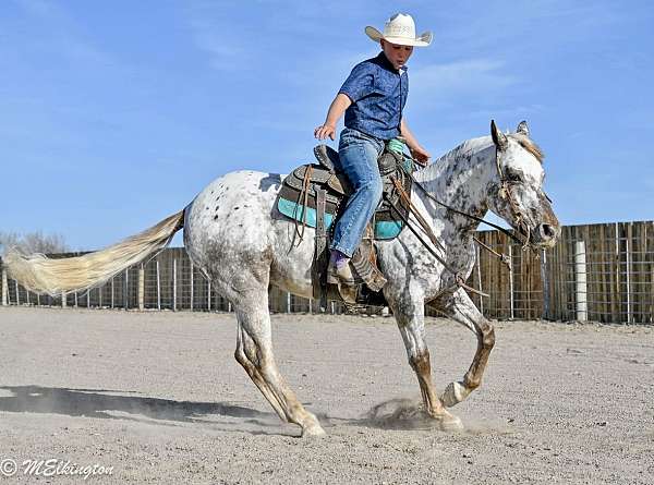 kid-safe-appaloosa-horse