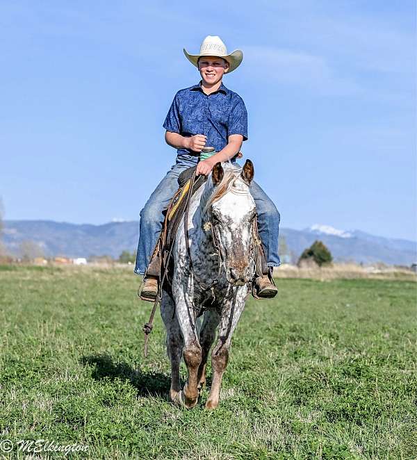 ranch-appaloosa-horse