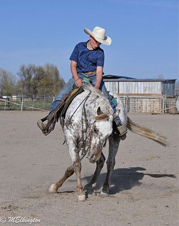 ranch-versatility-appaloosa-horse