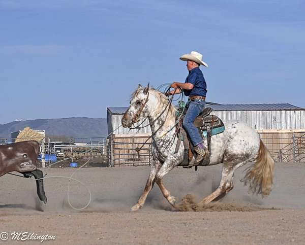 ranch-work-appaloosa-horse