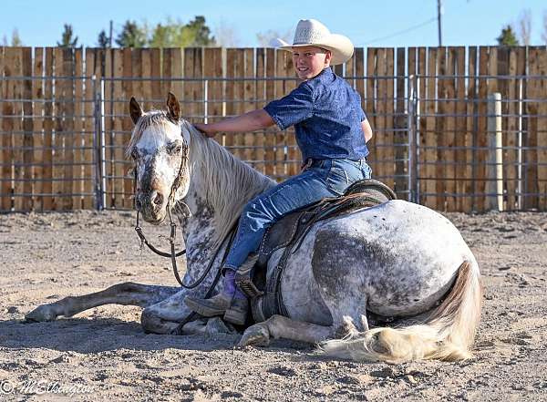 show-appaloosa-horse