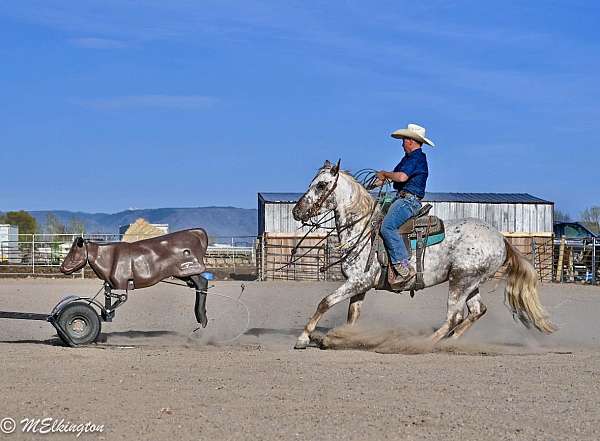 trail-appaloosa-horse