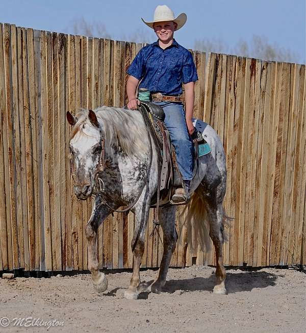 trail-riding-appaloosa-horse