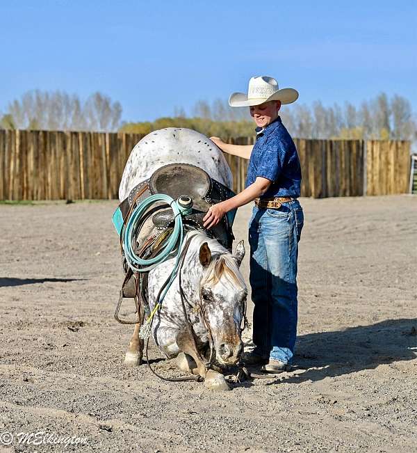 western-riding-appaloosa-horse