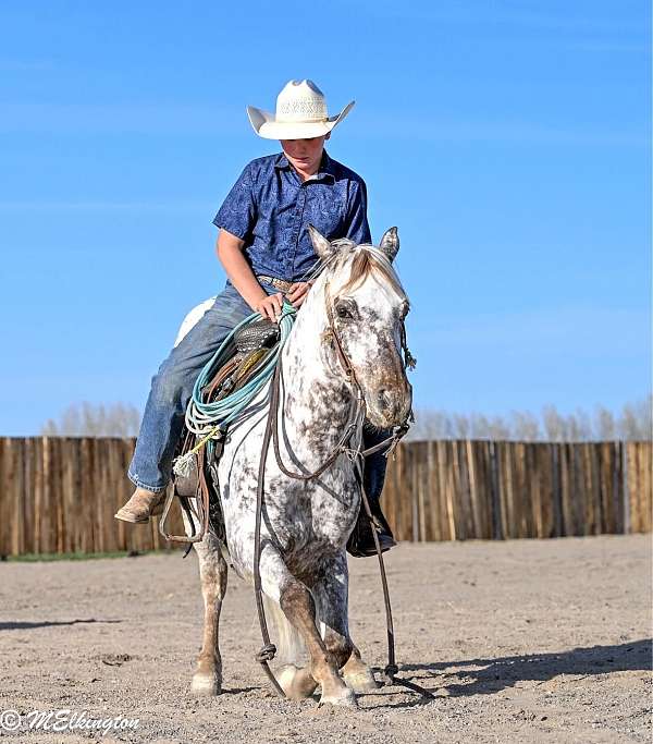working-cattle-appaloosa-horse