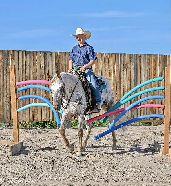 youth-appaloosa-horse