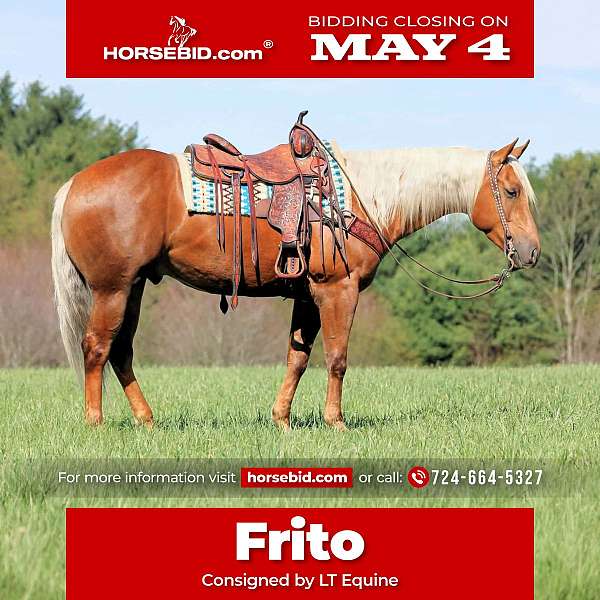 all-around-quarter-horse