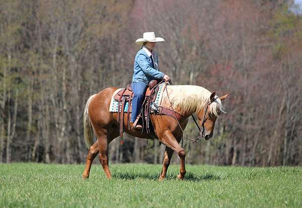 athletic-quarter-horse