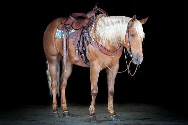 husband-safe-quarter-horse