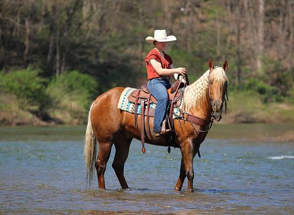 performance-quarter-horse