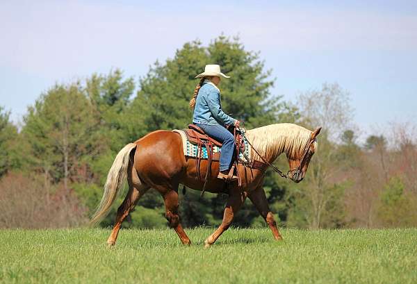 ranch-quarter-horse