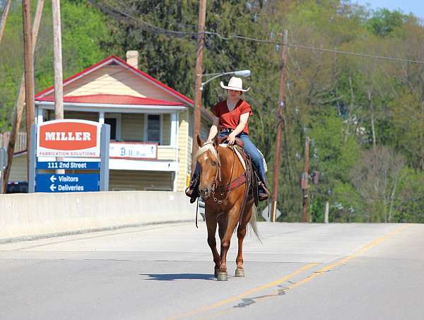 ranch-versatility-quarter-horse