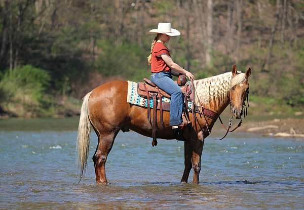 ridden-western-quarter-horse