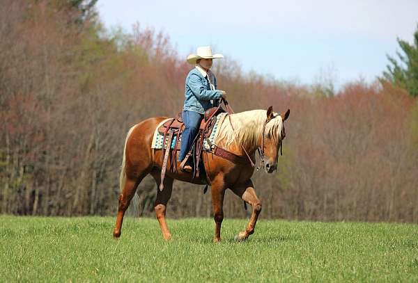 roping-quarter-horse
