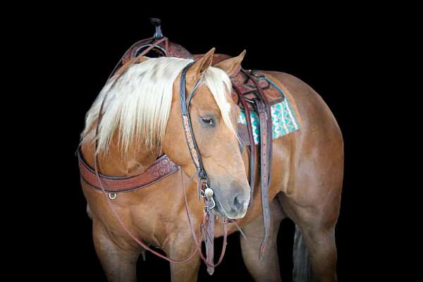 trail-quarter-horse