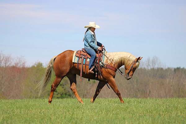 western-riding-quarter-horse