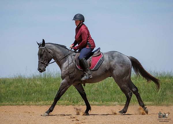 athletic-quarter-horse