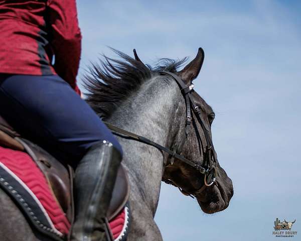 flashy-quarter-horse