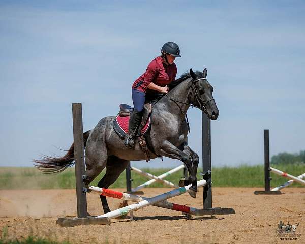 performance-quarter-horse