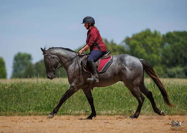 ranch-quarter-horse