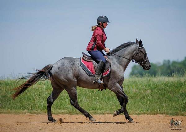 ranch-work-quarter-horse