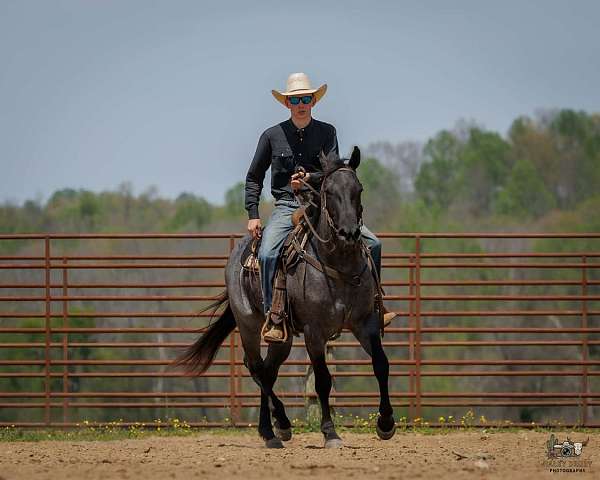 ridden-english-quarter-horse