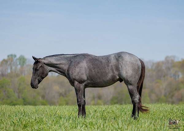 ridden-western-quarter-horse