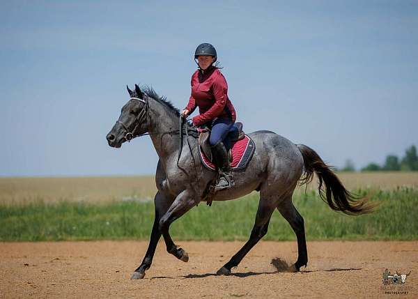 roping-quarter-horse