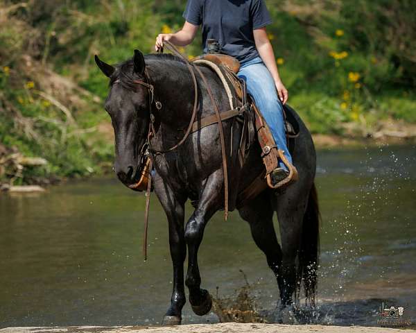 show-quarter-horse