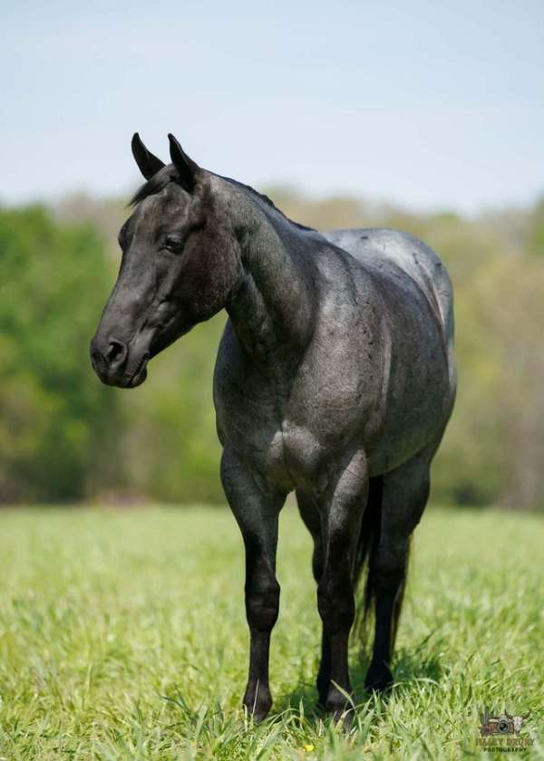 trail-quarter-horse