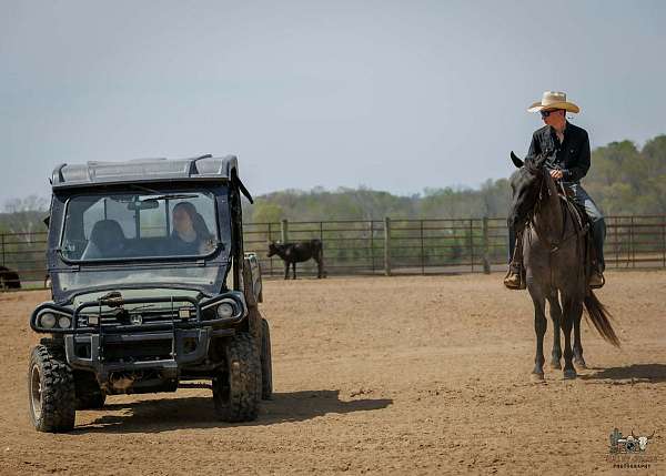 trail-riding-quarter-horse